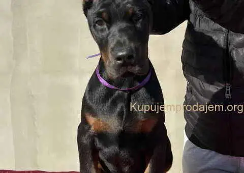 Prodajem štence DOBERMANA - 4/7