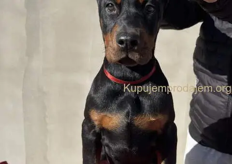 Prodajem štence DOBERMANA - 5/7