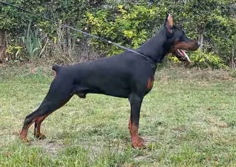 Prodajem štence DOBERMANA - 6/7