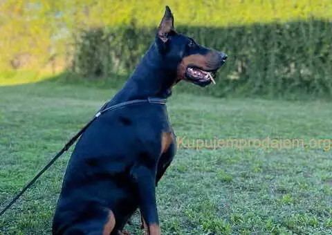 Prodajem štence DOBERMANA - 7/7