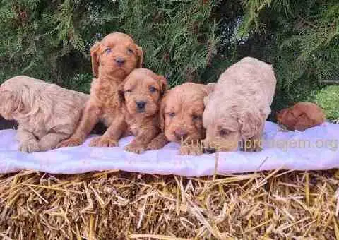 Labradoodle prelepi štenci - 1/7