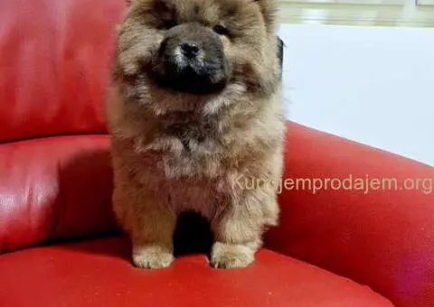 Na prodaju kučići chow chow - 1/6
