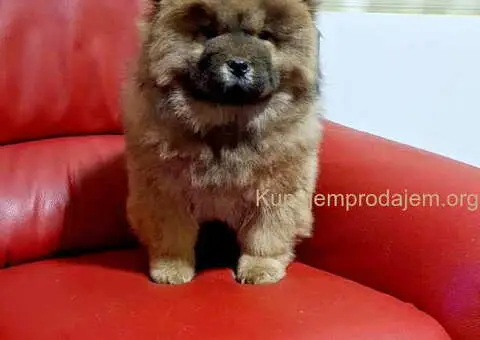 Na prodaju kučići chow chow - 2/6
