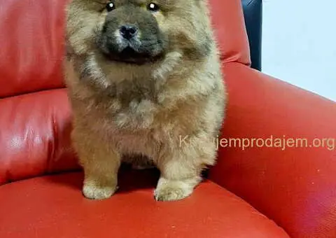 Na prodaju kučići chow chow - 3/6