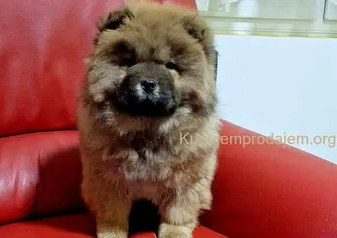 Na prodaju kučići chow chow - 4/6