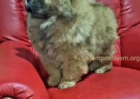 Na prodaju kučići chow chow - 5/6