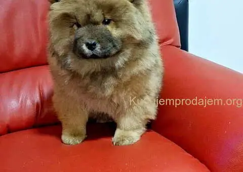 Na prodaju kučići chow chow - 6/6
