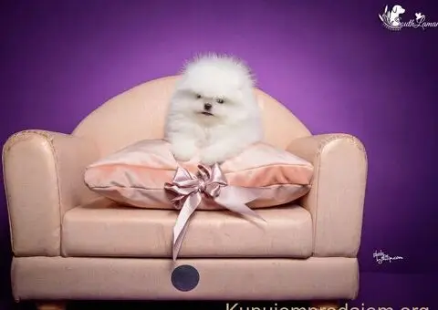 Beli POMERANAC vrhunskog porekla - 2/8