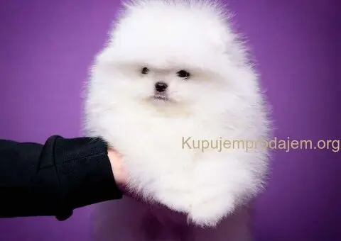 Beli POMERANAC vrhunskog porekla - 4/8