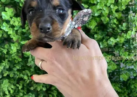 Patuljasti Jazavičar egzotične boje - 1/10