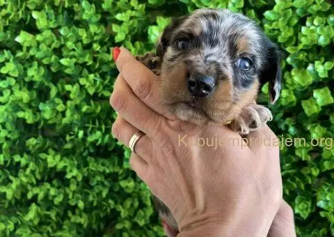 Patuljasti Jazavičar egzotične boje - 2/10