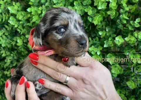 Patuljasti Jazavičar egzotične boje - 3/10