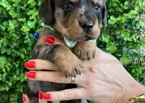 Patuljasti Jazavičar egzotične boje - 4/10