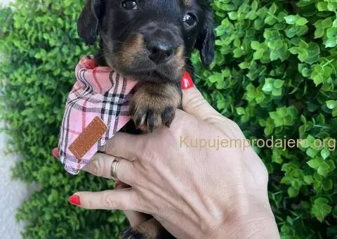 Patuljasti Jazavičar egzotične boje - 5/10