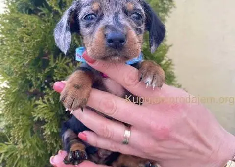 Patuljasti Jazavičar egzotične boje - 6/10