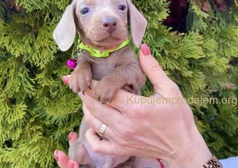 Patuljasti Jazavičar egzotične boje - 7/10