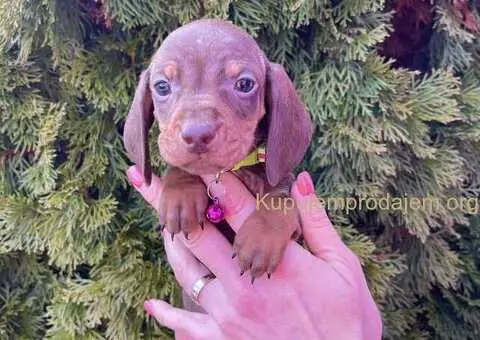 Patuljasti Jazavičar egzotične boje - 8/10