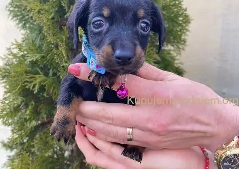 Patuljasti Jazavičar egzotične boje - 9/10