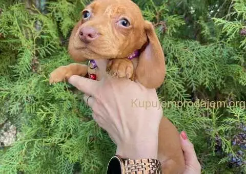 Patuljasti Jazavičar egzotične boje - 10/10