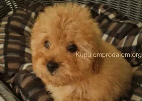 Prodajem prelepe PUDLE - 1/5