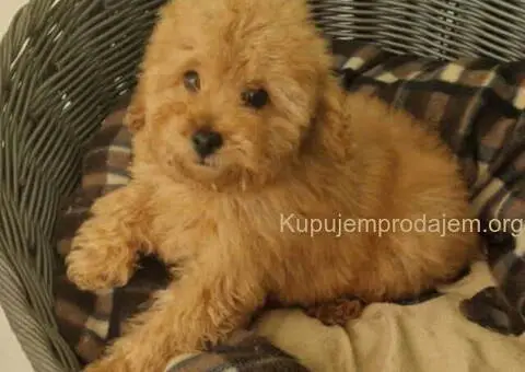 Prodajem prelepe PUDLE - 3/5