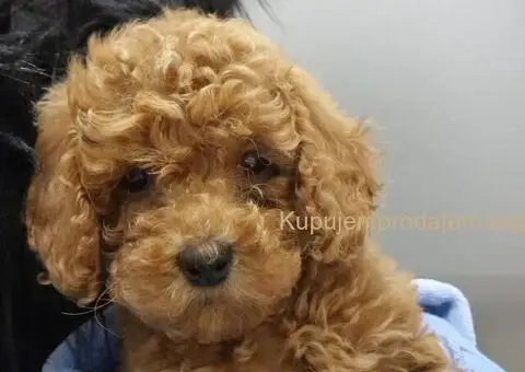 Prodajem prelepe PUDLE - 4/5