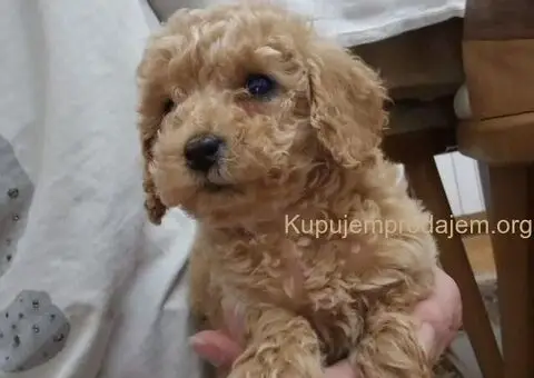 Prodajem prelepe PUDLE - 5/5