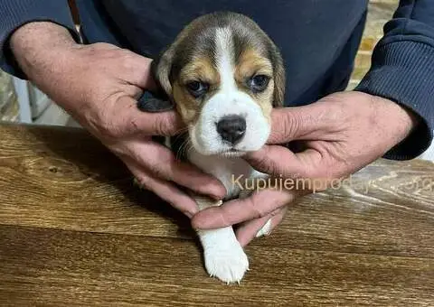 Bigl prelepi štenci - 1/12