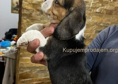 Bigl prelepi štenci - 2/12