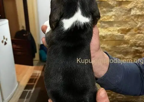 Bigl prelepi štenci - 3/12