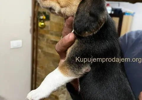 Bigl prelepi štenci - 4/12