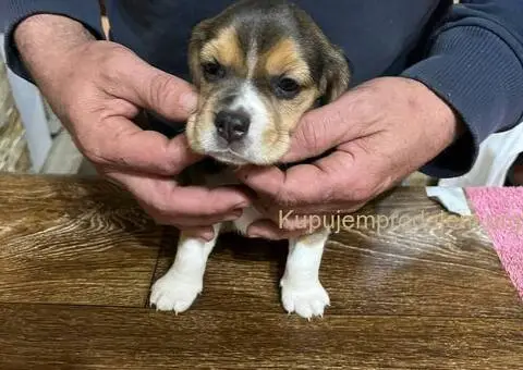 Bigl prelepi štenci - 5/12