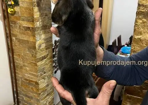 Bigl prelepi štenci - 6/12