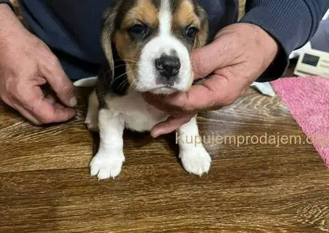 Bigl prelepi štenci - 7/12