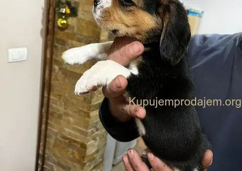 Bigl prelepi štenci - 8/12