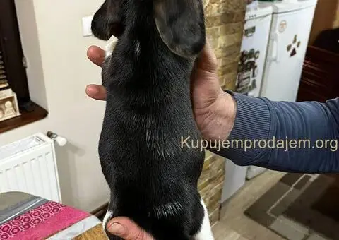 Bigl prelepi štenci - 9/12