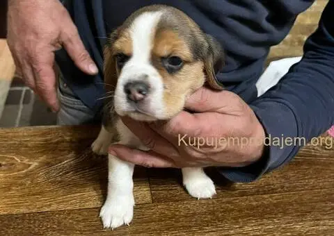 Bigl prelepi štenci - 10/12