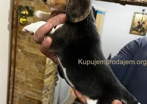 Bigl prelepi štenci - 11/12