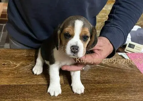 Bigl prelepi štenci - 12/12