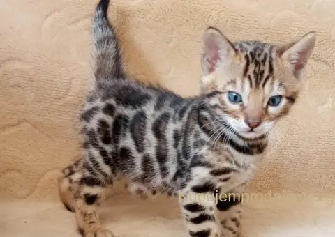 Bengalski Macici - 2/12