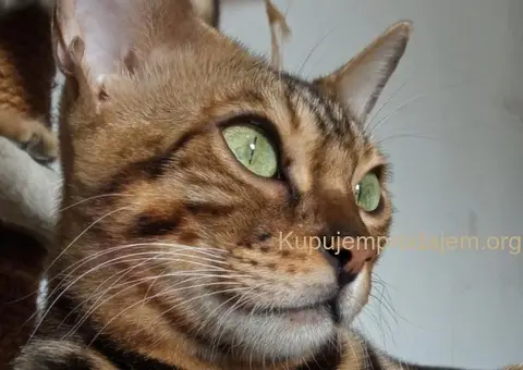 Bengalski Macici - 3/12