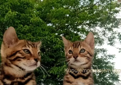 Bengalski Macici - 6/12