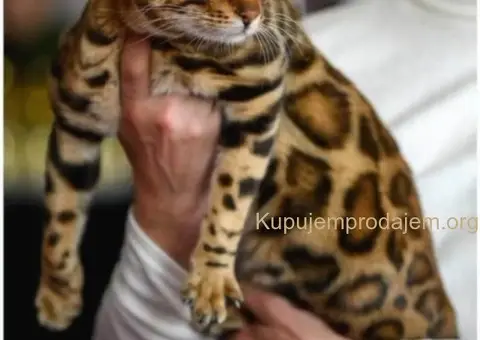 Bengalski Macici - 8/12