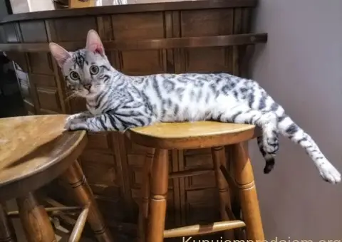 Bengalski Macici - 11/12