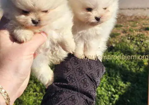 Prelepi POMERANCI vrhunske genetike - 1/8