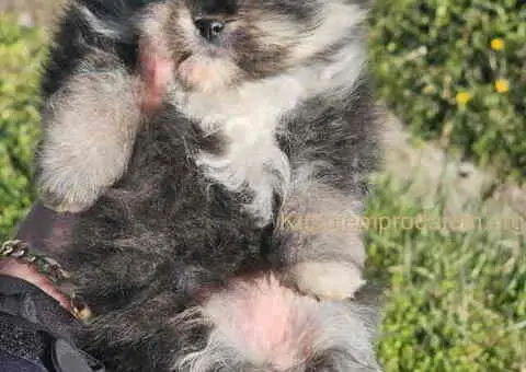 Prelepi POMERANCI vrhunske genetike - 2/8