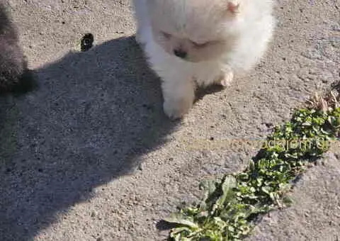 Prelepi POMERANCI vrhunske genetike - 3/8