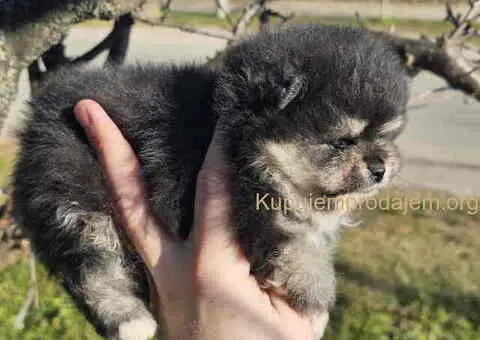 Prelepi POMERANCI vrhunske genetike - 4/8