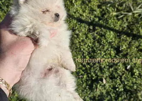 Prelepi POMERANCI vrhunske genetike - 5/8