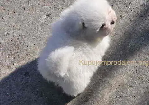 Prelepi POMERANCI vrhunske genetike - 6/8